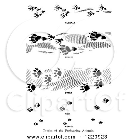 Clipart of Black and White Tracks of Furbearing Animals - Royalty Free Vector Illustration by Picsburg