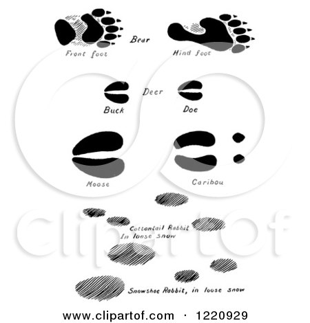 Clipart of Black and White Bear Deer Moose Caribou and Rabbit Tracks - Royalty Free Vector Illustration by Picsburg