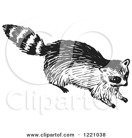 Clipart of a Black and White Raccoon 2 - Royalty Free Vector Illustration by Picsburg