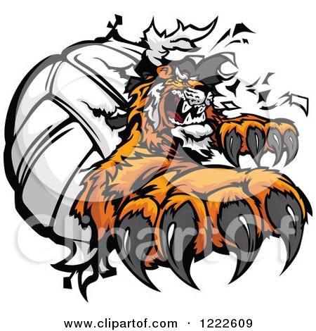 Clipart of a Tiger Mascot Clawing Through a Volleyball - Royalty Free Vector Illustration by Chromaco