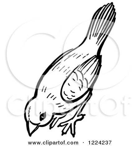 Clipart of a Black and White Bird Pecking the Ground - Royalty Free Vector Illustration by Picsburg