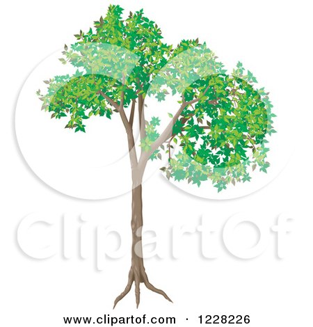 Clipart of a Green Deciduous Tree - Royalty Free Vector Illustration by dero
