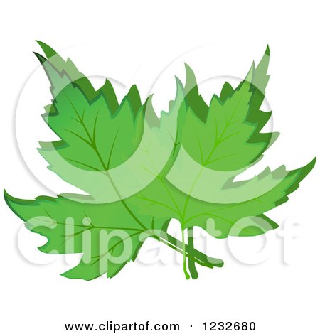 Clipart of Green Maple Leaves and Shadow - Royalty Free Vector Illustration by Vector Tradition SM