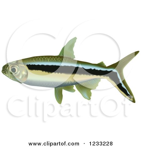 Clipart of a Penguin Tetra Fish - Royalty Free Vector Illustration by dero