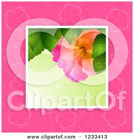 Clipart of a Photograph of a Hibiscus Flower over Pink - Royalty Free Vector Illustration by elaineitalia