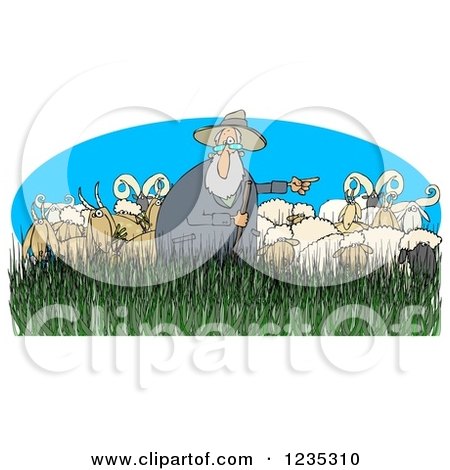Clipart of a Pointing Shepherd in Tall Grass with Sheep Rams - Royalty Free Illustration by djart