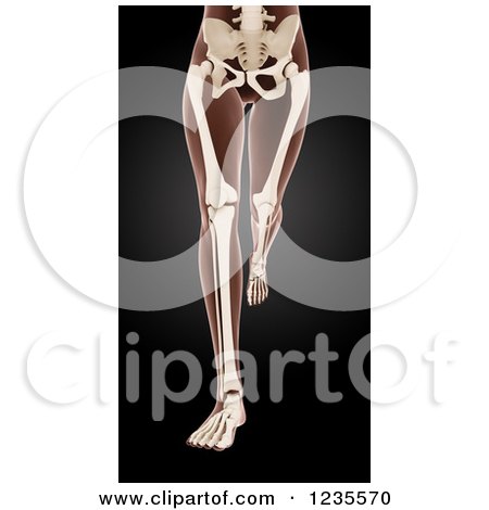 Clipart of 3d Legs of a Running Medical Female Model with Visible Skeleton - Royalty Free Illustration by KJ Pargeter