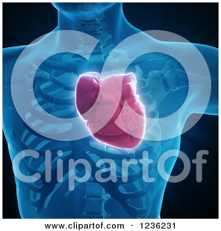 Clipart of a 3d Human Body and Heart - Royalty Free CGI Illustration by Mopic