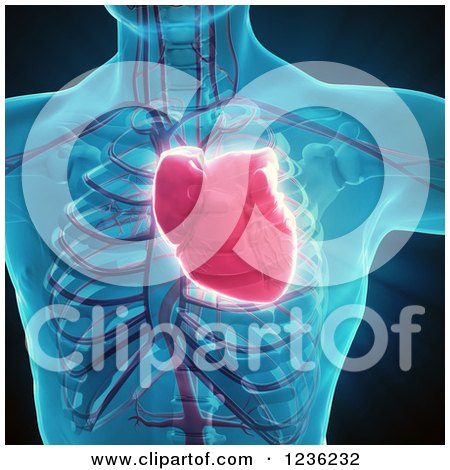 Clipart of a 3d Human Body, Heart and Circulatory System - Royalty Free CGI Illustration by Mopic