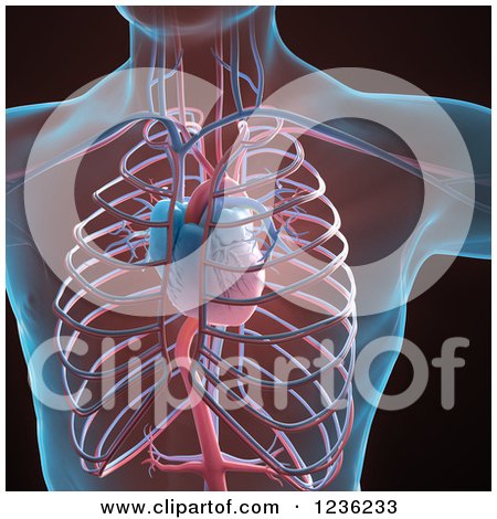 Clipart of a 3d Human Body, Heart and Cardiovascular System - Royalty Free CGI Illustration by Mopic