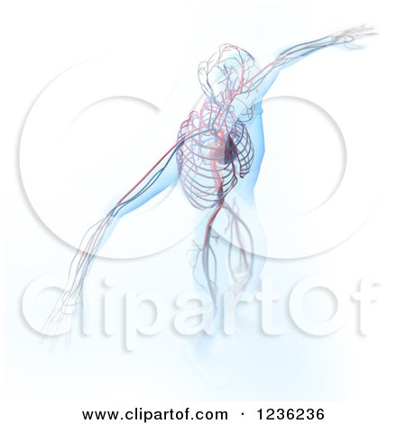 Clipart of a 3d Human Body and Circulatory System on White - Royalty Free CGI Illustration by Mopic