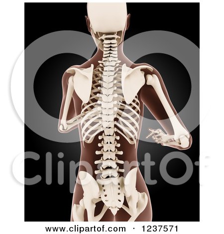 Clipart of a 3d Running Medical Female Model with Visible Skeleton, Torso View - Royalty Free CGI Illustration by KJ Pargeter