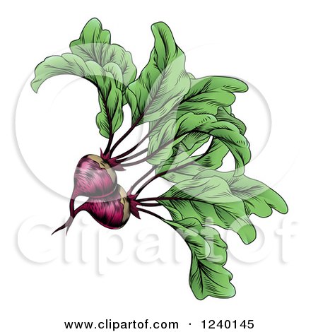 Clipart of Engraved Beets and Greens - Royalty Free Vector Illustration by AtStockIllustration