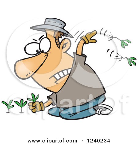 Clipart of a Caucasian Mad Man Pulling Weeds - Royalty Free Vector Illustration by toonaday