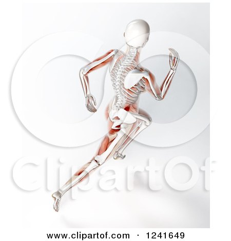 Clipart of a 3d Female Runner with Visible Skeleton and Muscle - Royalty Free Illustration by Mopic