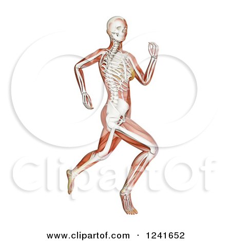 Clipart of a 3d Female Runner with Visible Skeleton and Muscle, on White - Royalty Free Illustration by Mopic