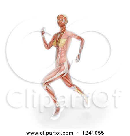Clipart of Anatomy of a 3d Female Runner - Royalty Free Illustration by Mopic