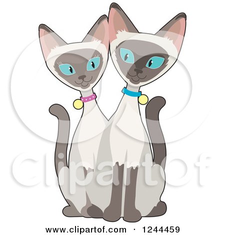 Clipart of a Blue Eyed Siamese Cats - Royalty Free Vector Illustration by Maria Bell