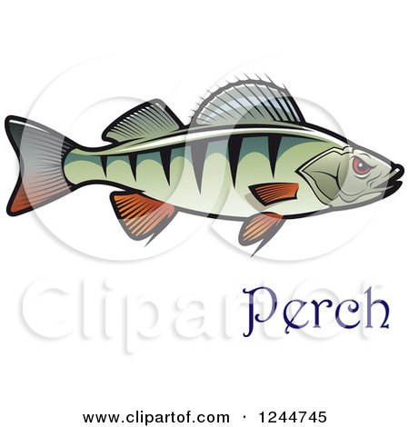 Clipart of a Perch Fish with Text - Royalty Free Vector Illustration by Vector Tradition SM