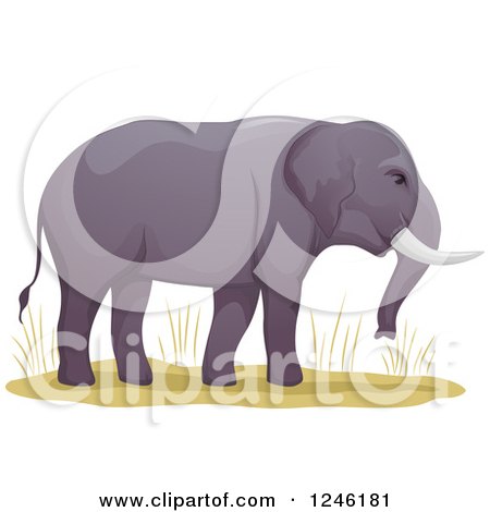 Clipart of an African Elephant and Grasses - Royalty Free Vector Illustration by BNP Design Studio