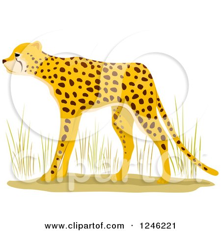 Clipart of an African Cheetah - Royalty Free Vector Illustration by BNP Design Studio