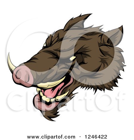 Clipart of a Snarling Aggressive Razorback Boar Mascot Head - Royalty Free Vector Illustration by AtStockIllustration