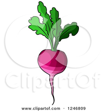 Clipart of a Beet - Royalty Free Vector Illustration by Vector Tradition SM