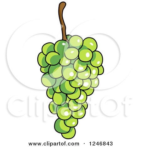 Clipart of Green Grapes - Royalty Free Vector Illustration by Vector Tradition SM