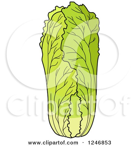 Clipart of a Cabbage - Royalty Free Vector Illustration by Vector Tradition SM