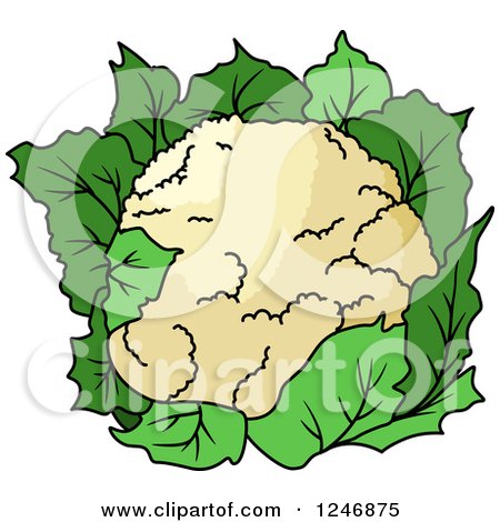 Clipart of a Cauliflower - Royalty Free Vector Illustration by Vector Tradition SM