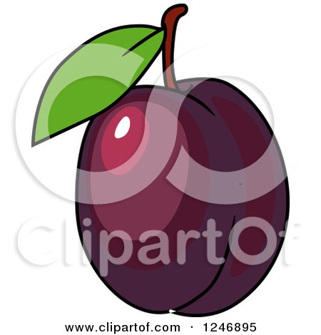 Clipart of a Plum - Royalty Free Vector Illustration by Vector Tradition SM