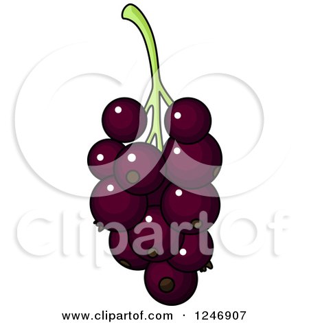 Clipart of Purple Grapes or Currants - Royalty Free Vector Illustration by Vector Tradition SM