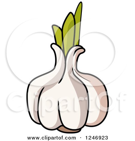 Clipart of a Garlic - Royalty Free Vector Illustration by Vector Tradition SM