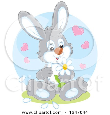 Clipart of a Gray Bunny Rabbit Playing She Loves Me She Loves Me Not with Flower Petals - Royalty Free Vector Illustration by Alex Bannykh