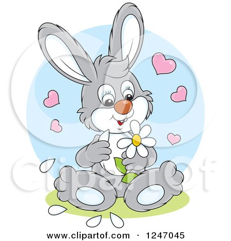 Clipart of a Gray Bunny Playing She Loves Me She Loves Me Not with Flower Petals - Royalty Free Vector Illustration by Alex Bannykh