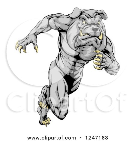 Clipart of a Muscular Sports Bulldog Mascot Running - Royalty Free Vector Illustration by AtStockIllustration