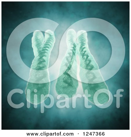 Clipart of 3d Chromosomes X and Y - Royalty Free Illustration by Mopic