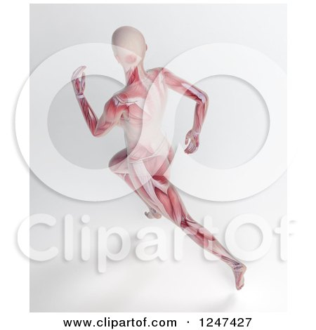 Clipart of a 3d Aerial View of a Female Running with Visible Muscle - Royalty Free Illustration by Mopic