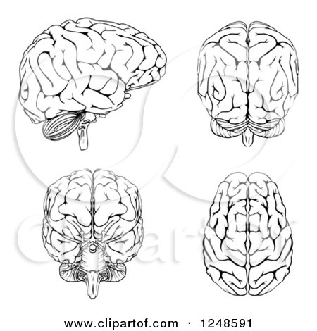 Clipart of Black and White Human Brains at Different Angles - Royalty Free Vector Illustration by AtStockIllustration