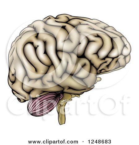 Clipart of a Human Brain in Profile - Royalty Free Vector Illustration by AtStockIllustration