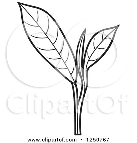 Clipart of a Black and White Tea Leaf Plant - Royalty Free Vector Illustration by Lal Perera