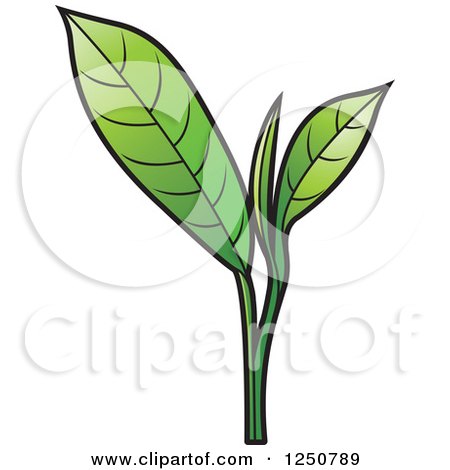 Clipart of a Green Tea Leaf Plant - Royalty Free Vector Illustration by Lal Perera