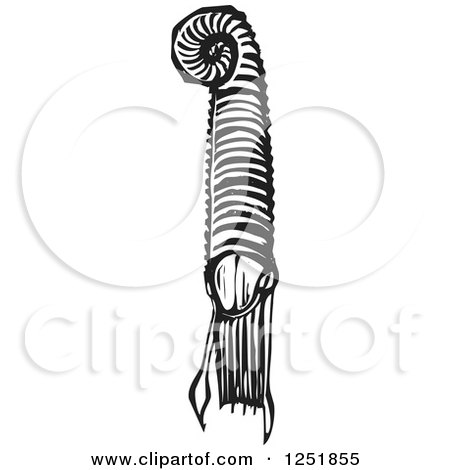 Clipart of a Black and White Woodcut Ammonite Squid Fossil - Royalty Free Vector Illustration by xunantunich
