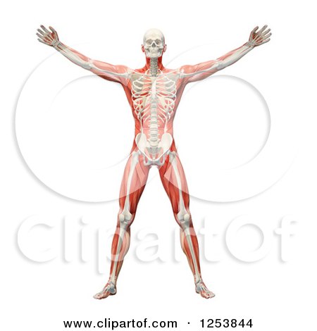 Clipart of a 3d Man with Visible Skeleton and Muscles - Royalty Free Illustration by Mopic