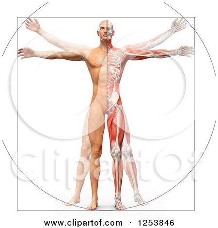 Clipart of a 3d Vitruvian Man with Visible Skeleton, Skin and Muscles - Royalty Free Illustration by Mopic