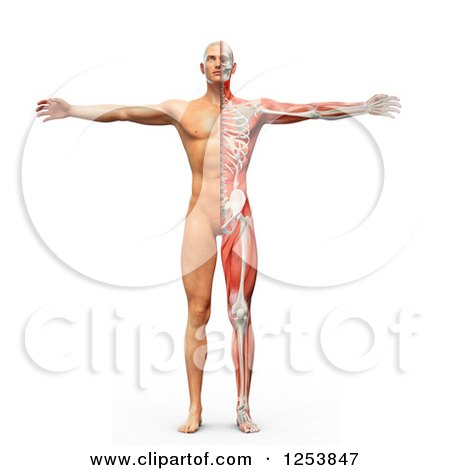Clipart of a 3d Man with Visible Skeleton, Skin and Muscles - Royalty Free Illustration by Mopic