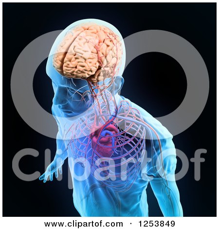Clipart of a 3d Xray Man with a Visible Brain, Central Nervous System and Circulatory System, on Black - Royalty Free Illustration by Mopic