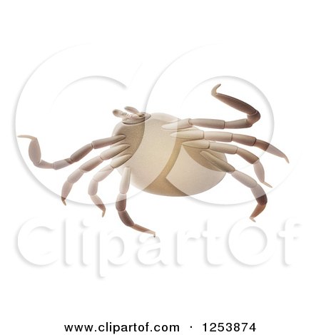 Clipart of a 3d Lyme Disease Deer Tick on White - Royalty Free Illustration by Mopic