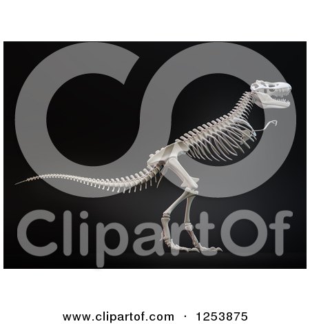 Clipart of a 3d Tyrannosaurs Rex Dinosaur Skeleton over Black - Royalty Free Illustration by Mopic