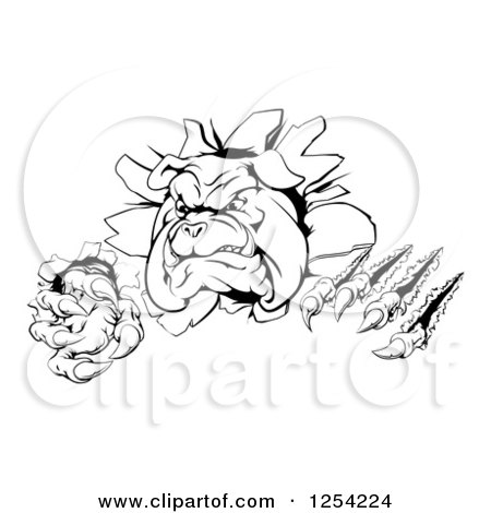 Clipart of a Black and White Aggressive Bulldog Breaking Through a Wall - Royalty Free Vector Illustration by AtStockIllustration
